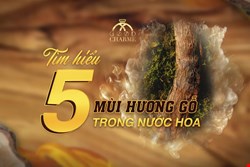 Tìm Hiểu 5 Mùi Hương Gỗ Trong Nước Hoa Good Charme